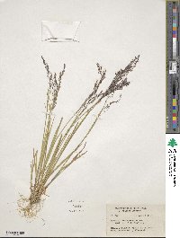 Podagrostis thurberiana image