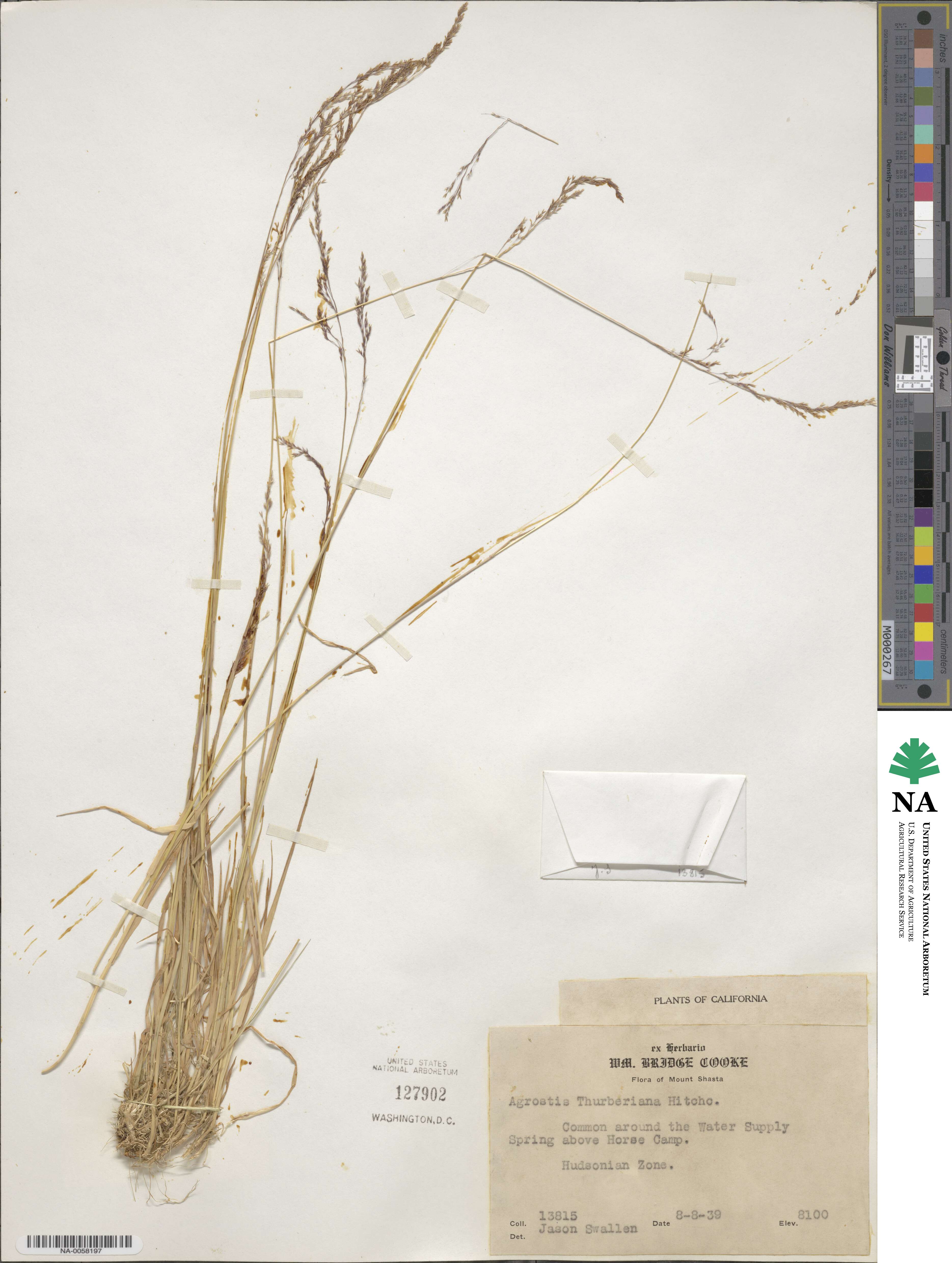 Podagrostis thurberiana image