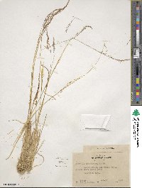 Podagrostis thurberiana image