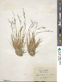 Podagrostis thurberiana image