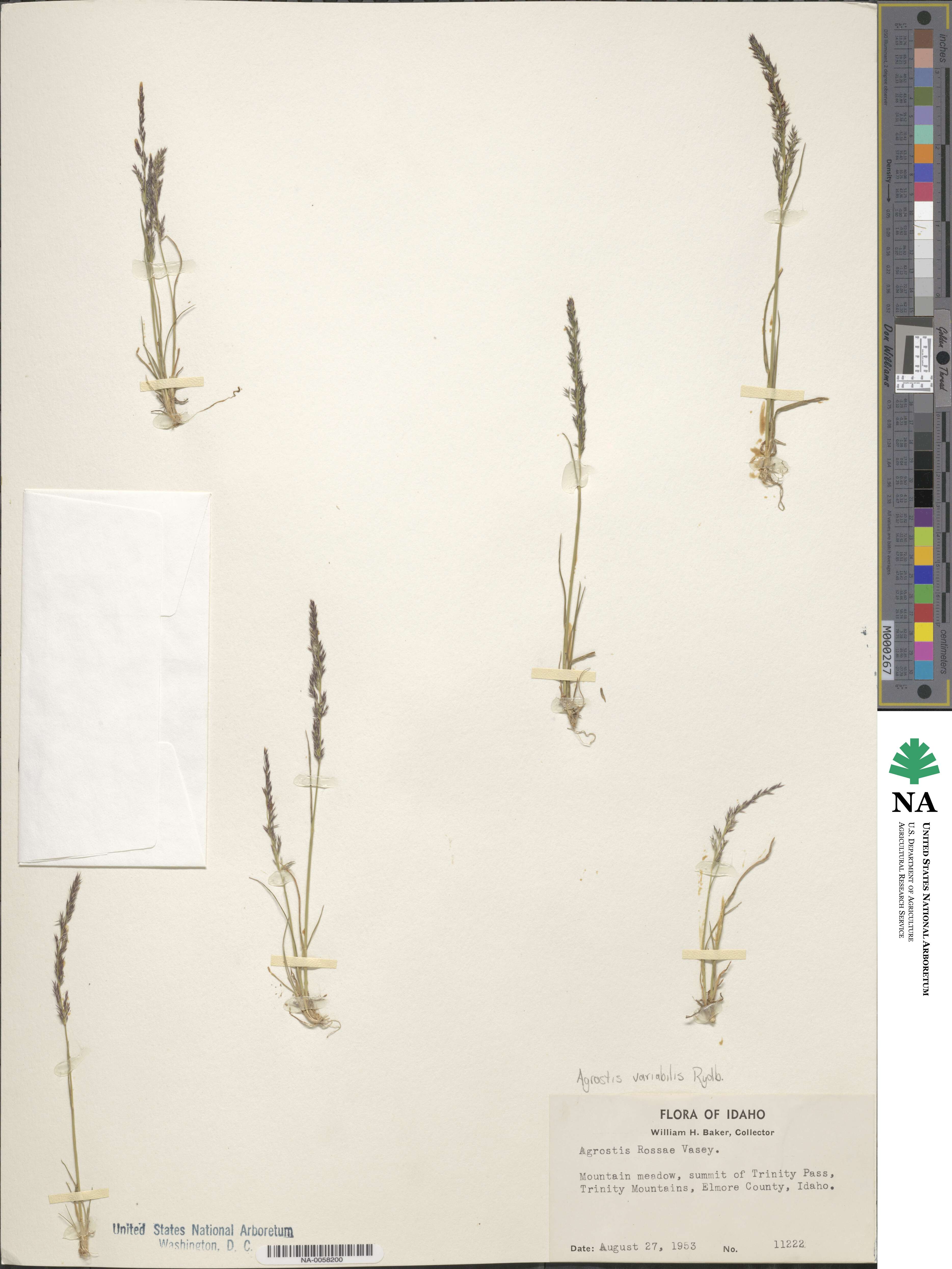 Agrostis variabilis image