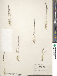 Agrostis variabilis image