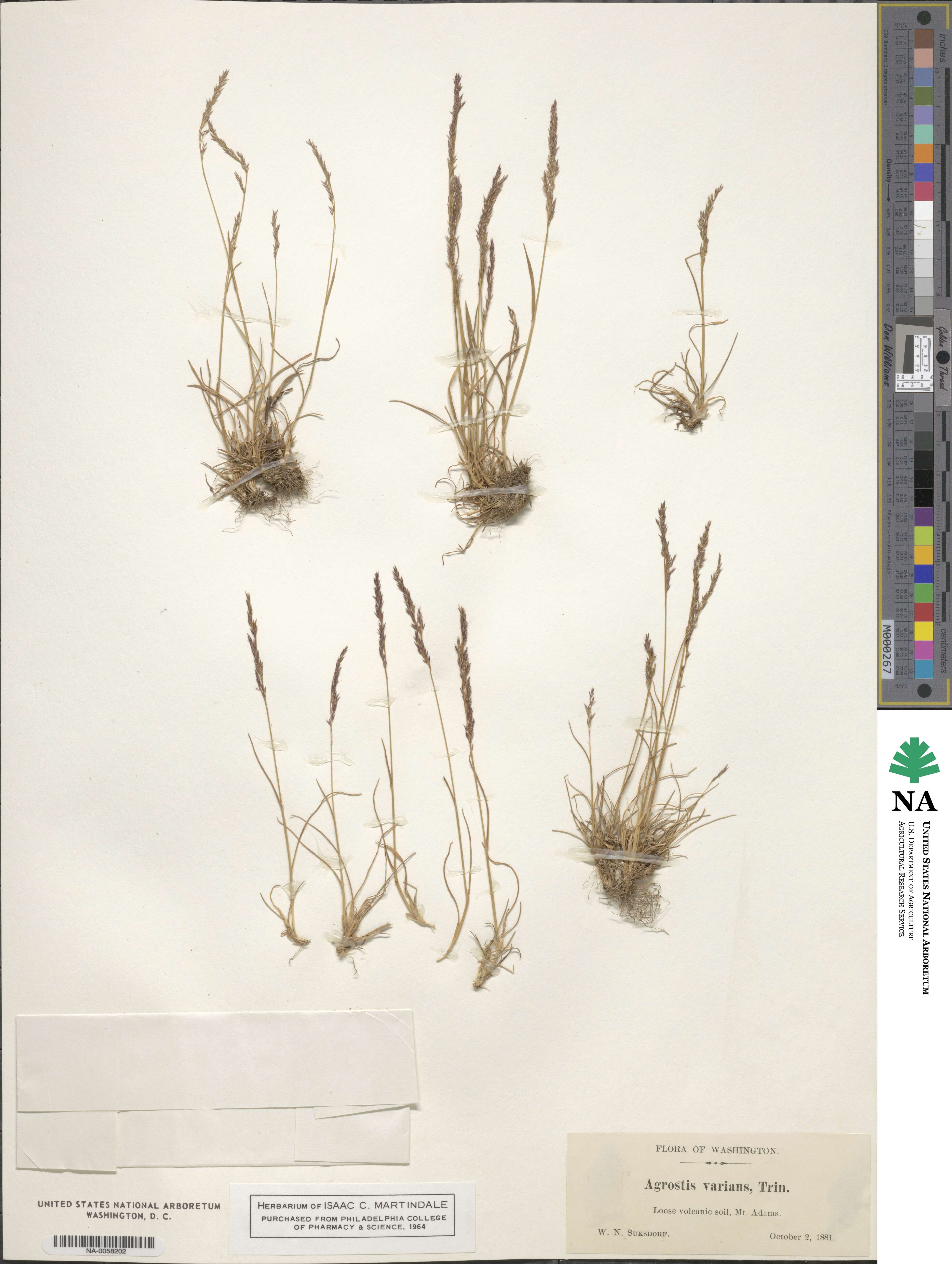 Agrostis variabilis image