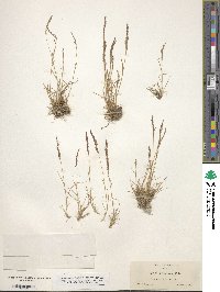 Agrostis variabilis image