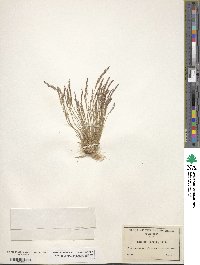 Agrostis variabilis image