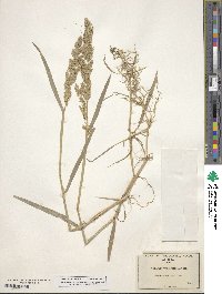 Polypogon viridis image