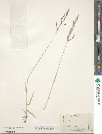 Agrostis capillaris image