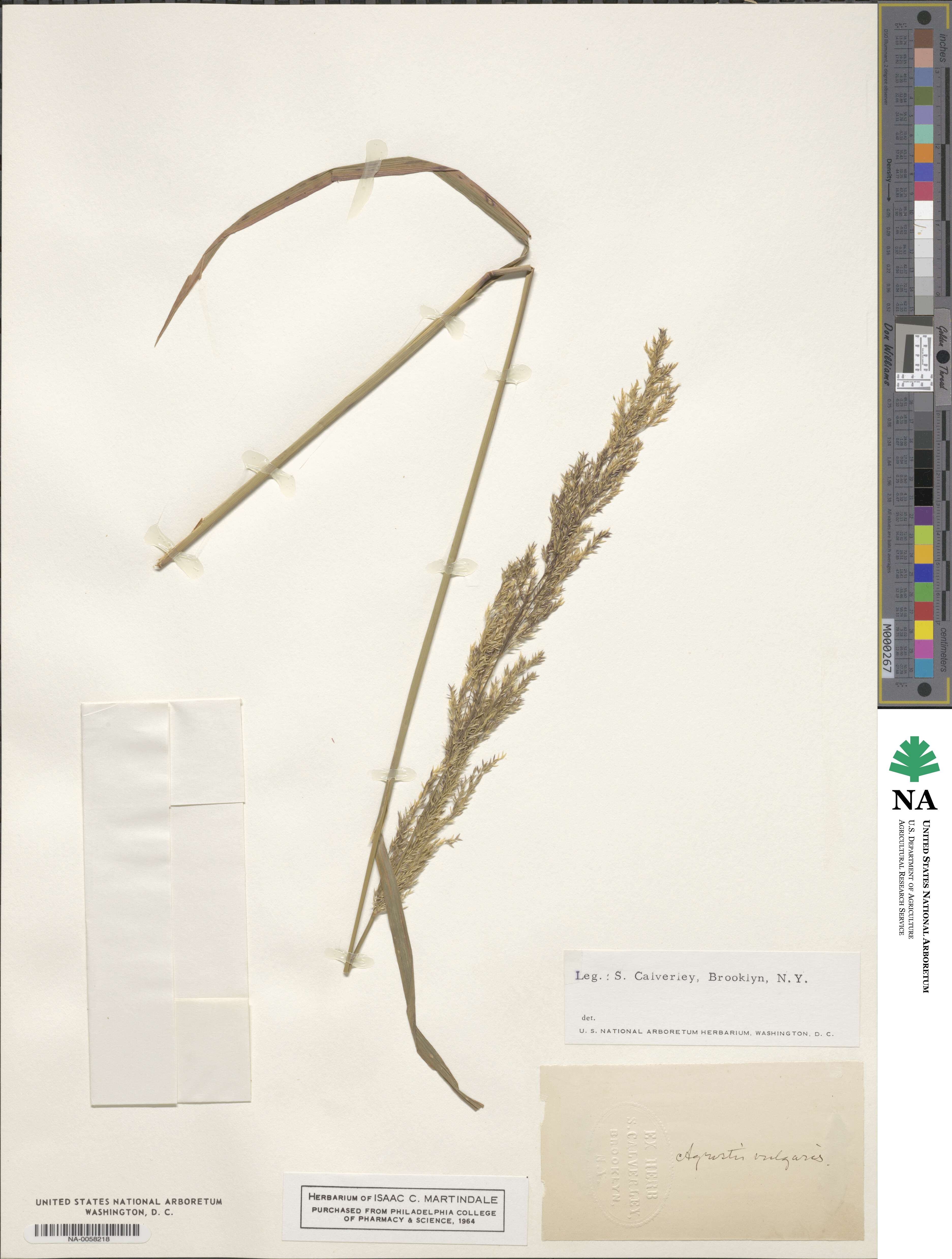 Agrostis capillaris image