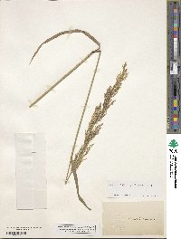 Agrostis capillaris image