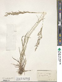 Agrostis capillaris image