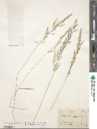 Agrostis capillaris image