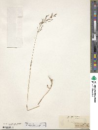 Agrostis capillaris image