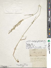 Agrostis gigantea image