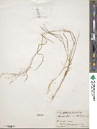 Agrostis perennans image