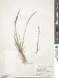 Agrostis pittieri image