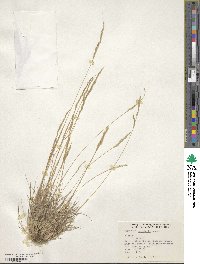 Image of Agrostis ghiesbreghtii