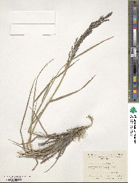 Agrostis stolonifera image