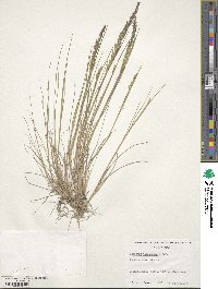 Agrostis tolucensis image