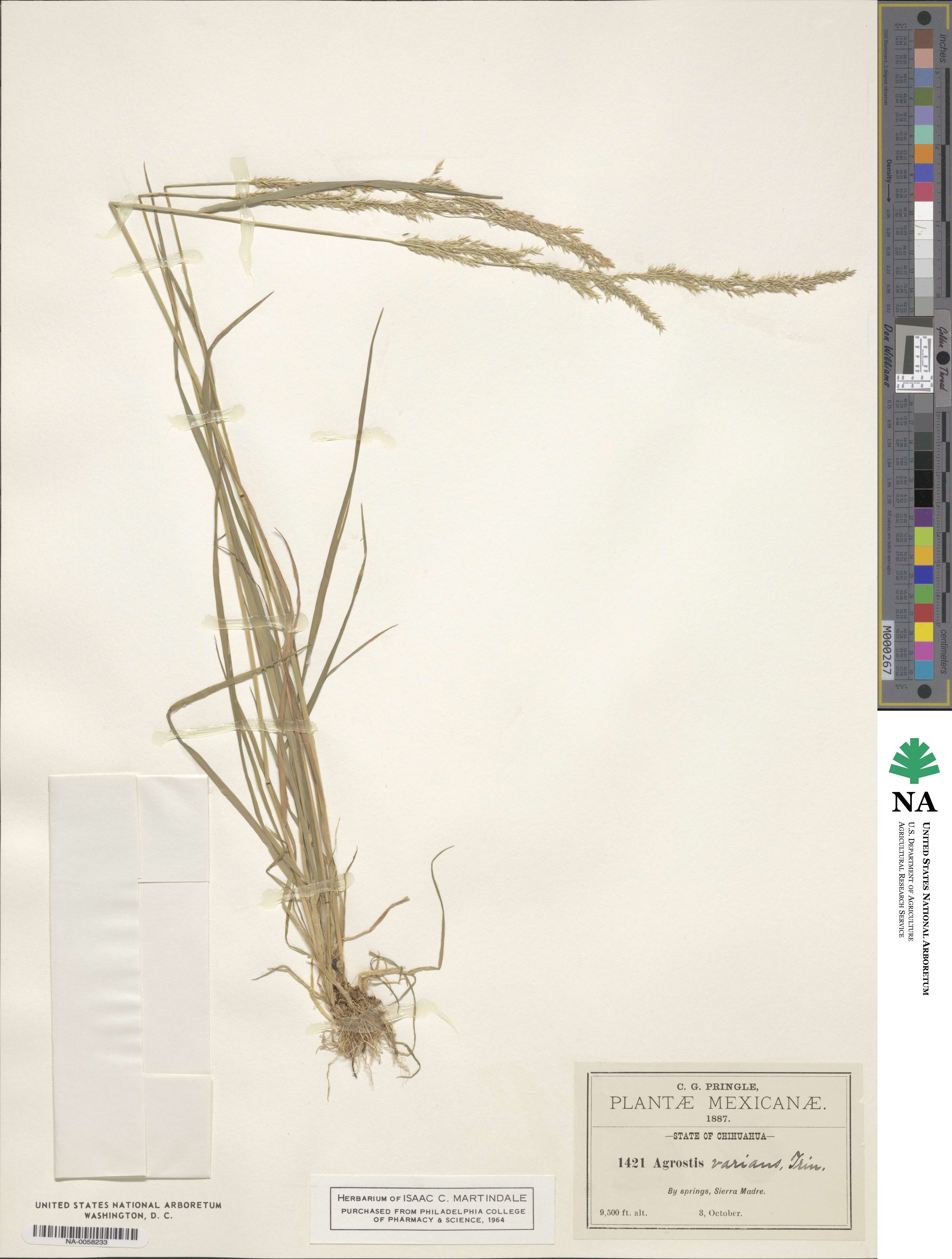 Agrostis variabilis image