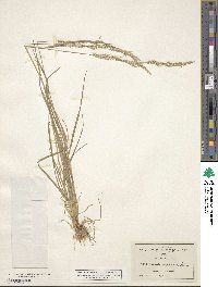 Agrostis variabilis image