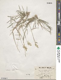 Polypogon viridis image