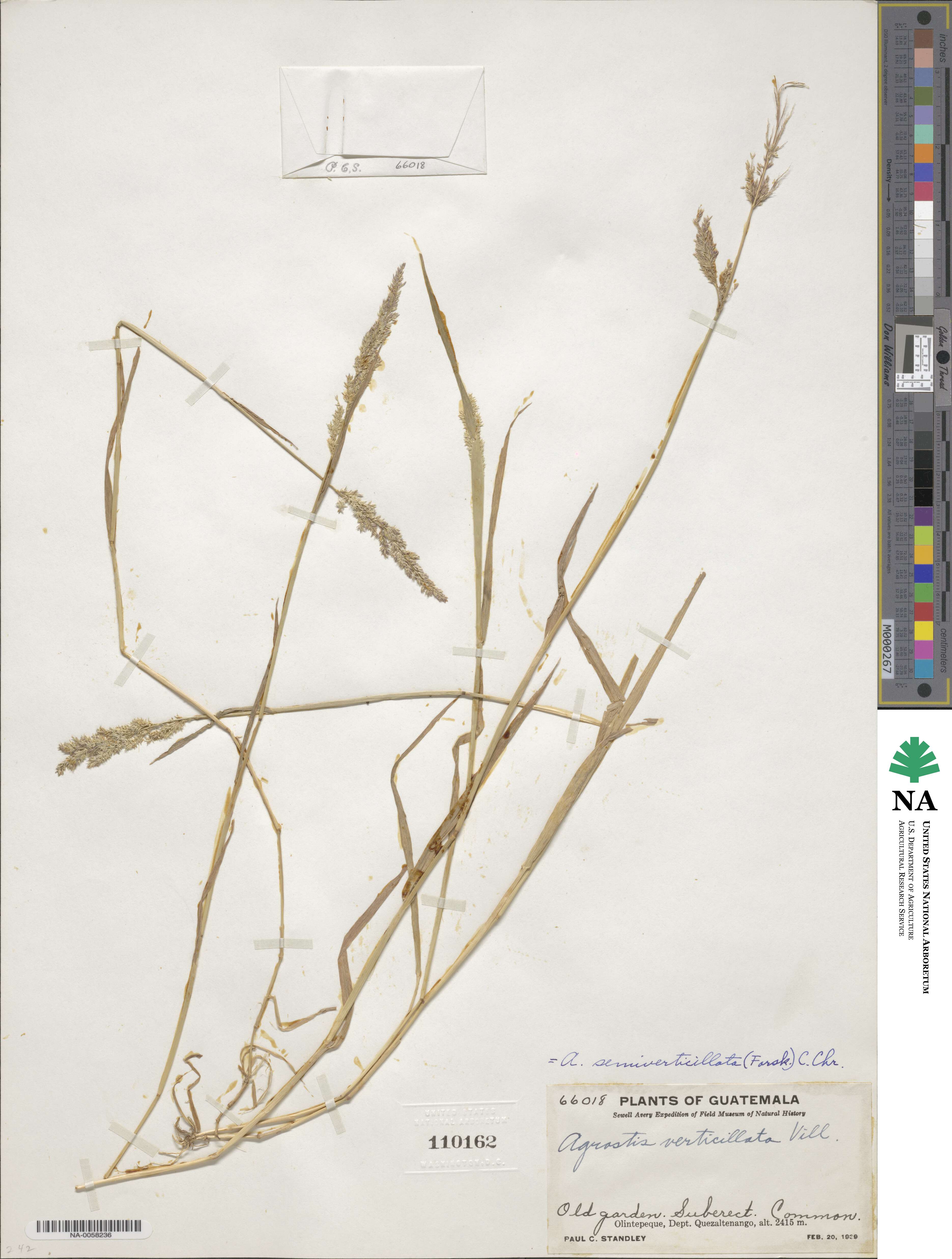 Polypogon viridis image