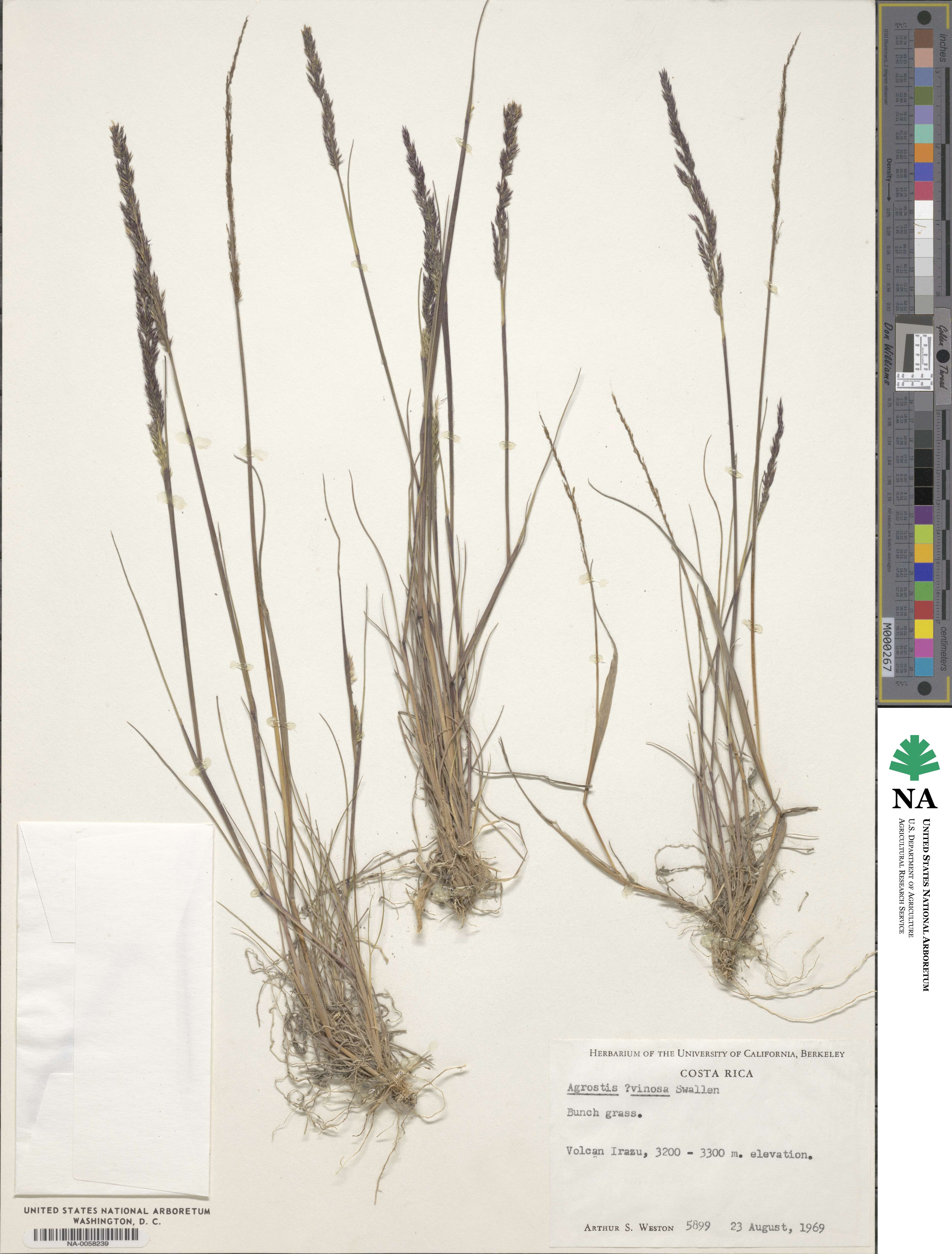 Agrostis subpatens image