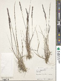 Image of Agrostis subpatens