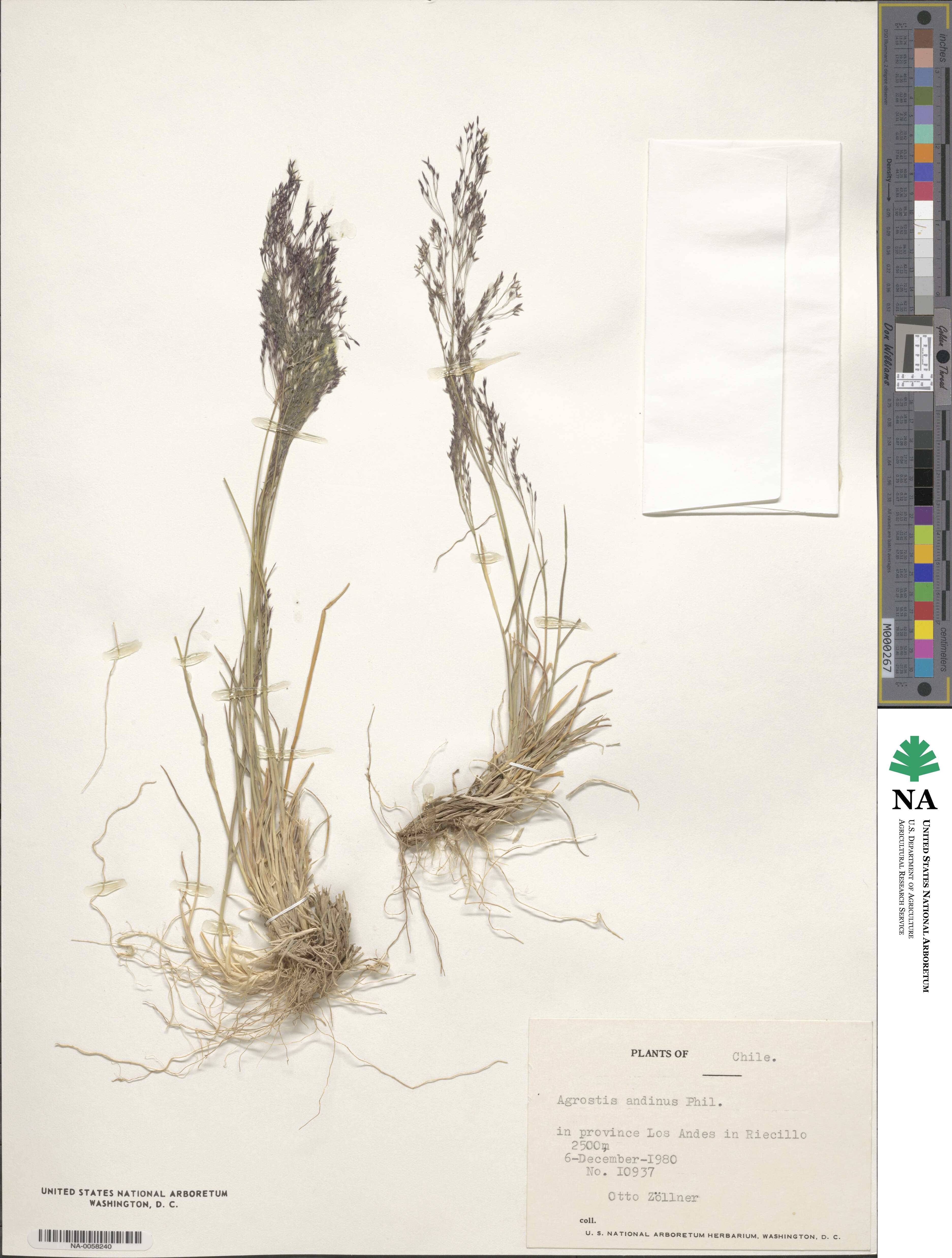 Agrostis glabra image