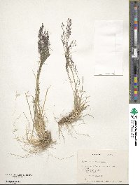 Agrostis glabra image