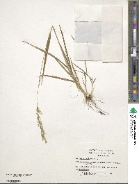 Agrostis capillaris image