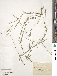 Agrostis capillaris image