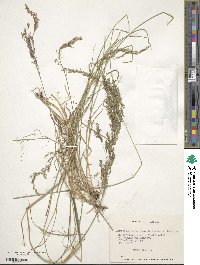 Agrostis castellana image