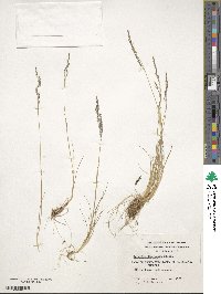 Agrostis perennans image