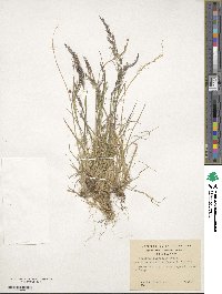 Agrostis perennans image