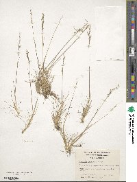 Agrostis perennans image