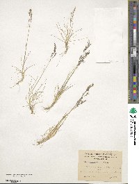 Agrostis perennans image