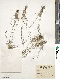 Agrostis perennans image