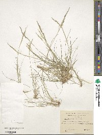 Agrostis perennans image