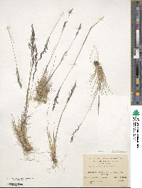 Agrostis perennans image