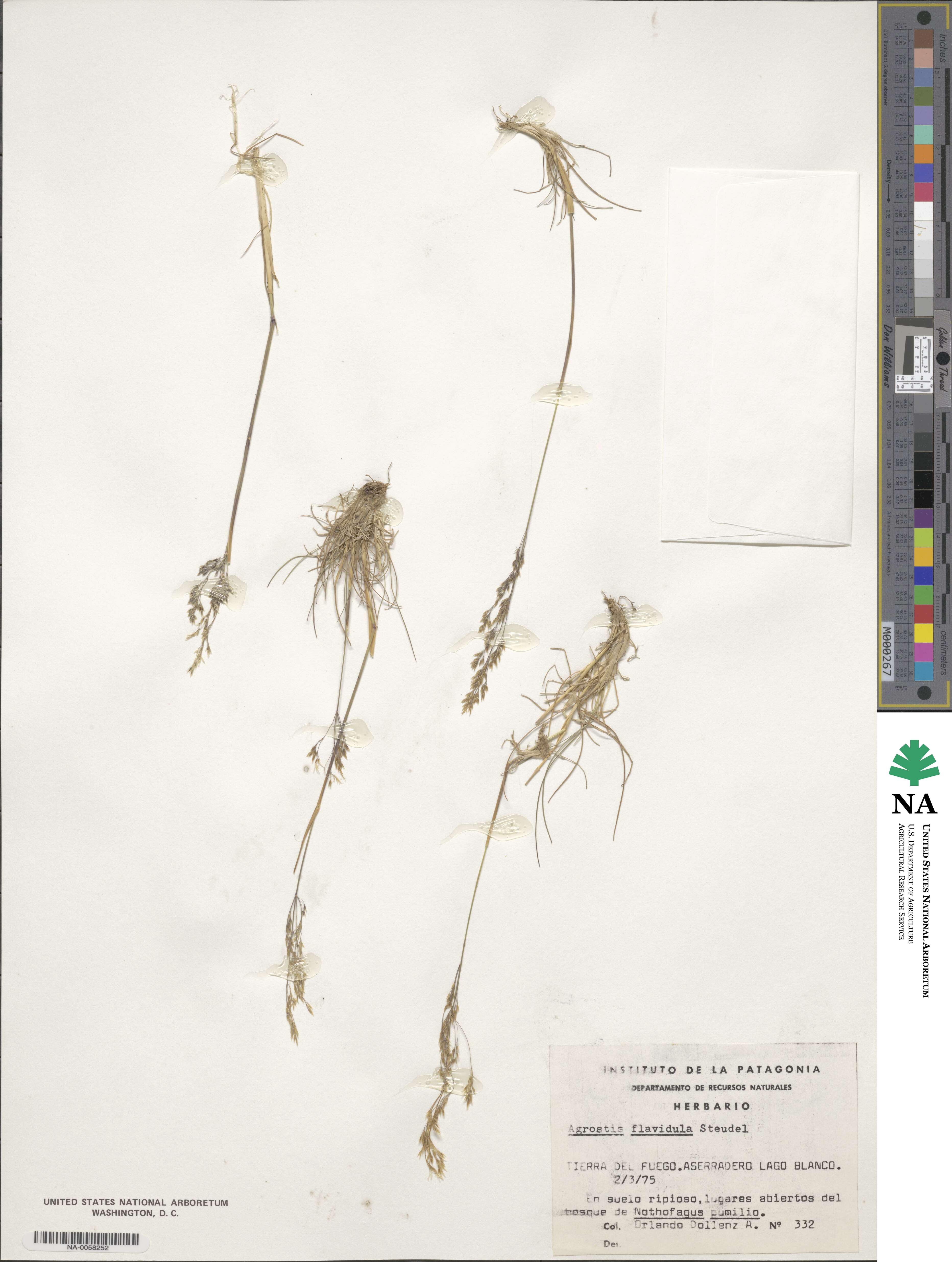 Agrostis perennans image