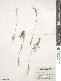 Agrostis perennans image