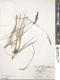 Agrostis perennans image