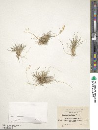 Agrostis perennans image