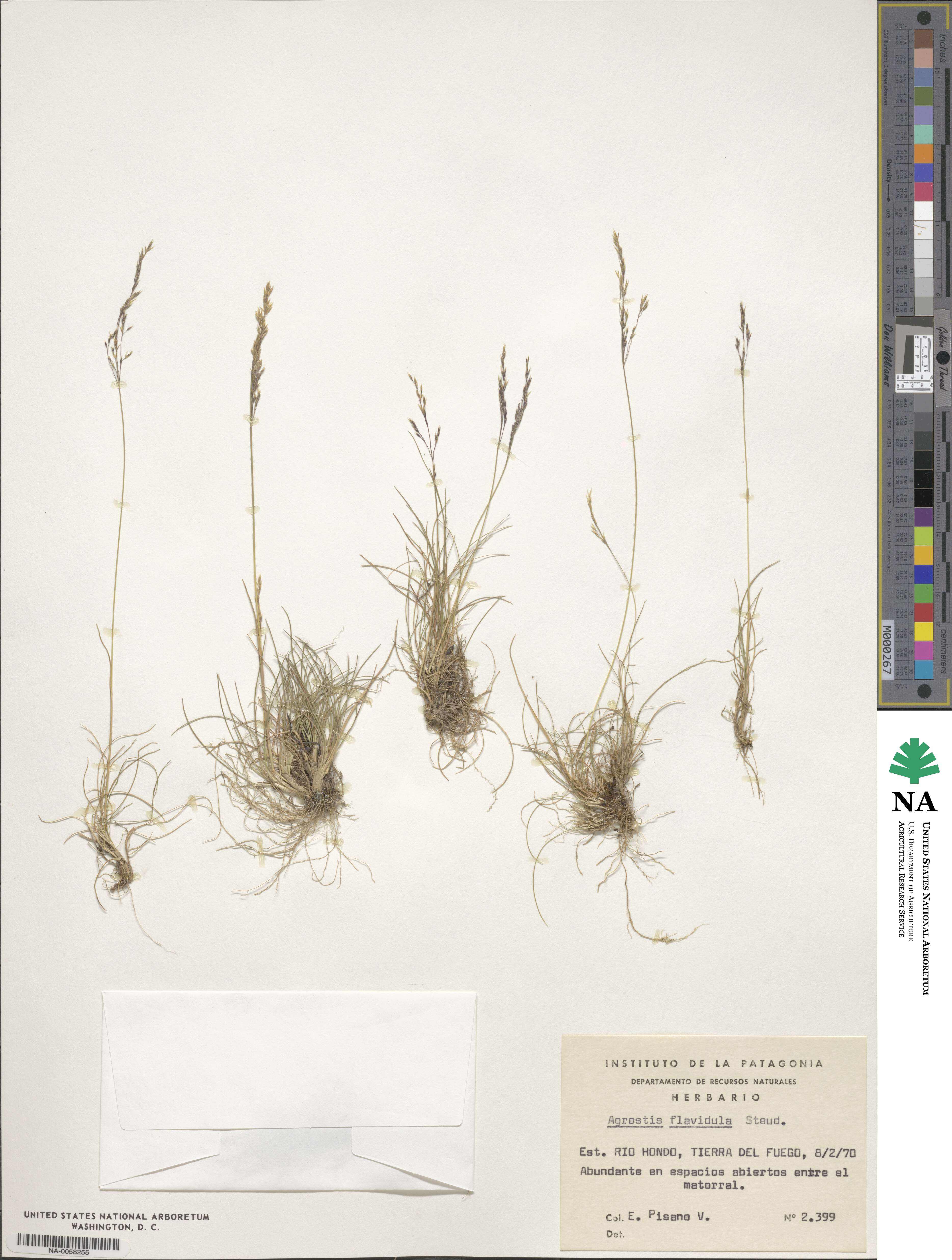 Agrostis perennans image