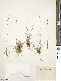 Agrostis perennans image