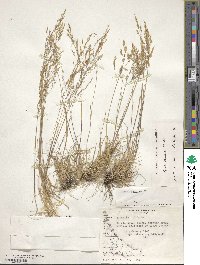 Agrostis perennans image