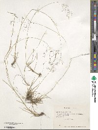 Agrostis glabra image