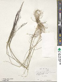 Agrostis inconspicua image