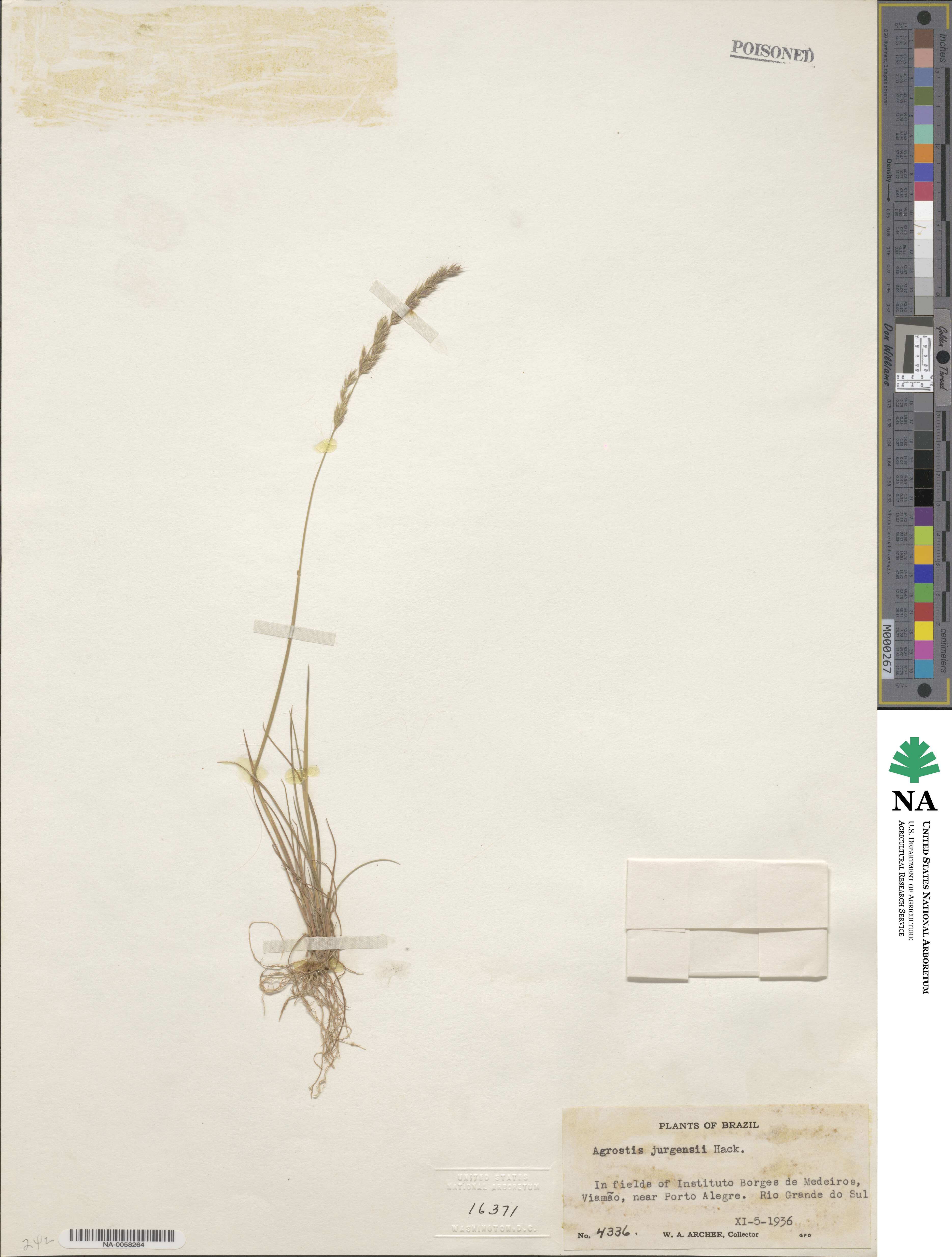 Agrostis hygrometrica image